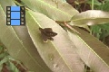 Scene 05_hssflight_HESPERIIDAE taking off leaf